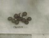Click for 1 image(s) for this accession. FRUIT